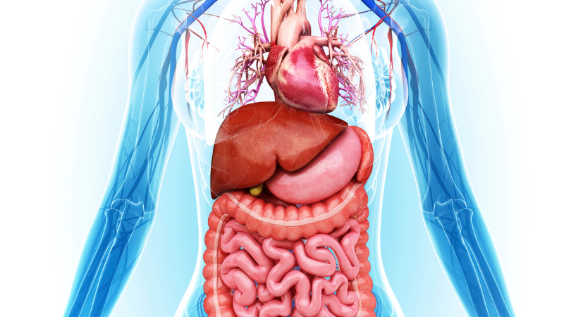 Internal Medicine (Full lectures)